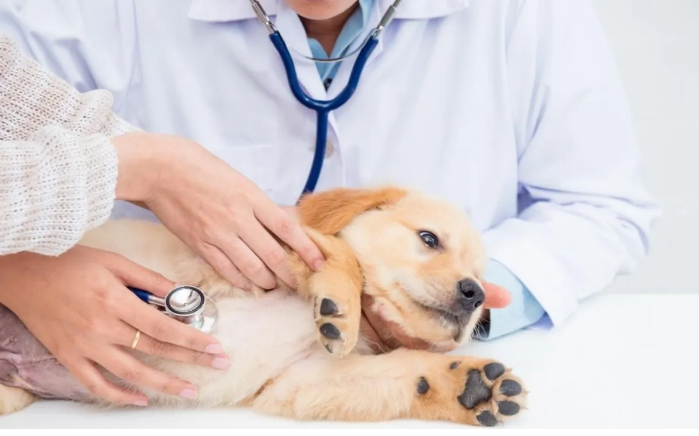 Sterilization in dogs: What is it, benefits, appropriate age and care