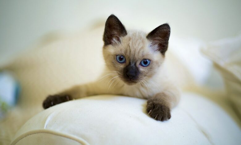 Siamese cat: What is the character of this breed and why have one?