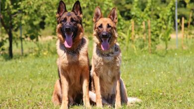 7 characteristics that tell you that a German Shepherd Dog is original