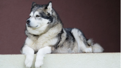 How is the Malamute dogs of Alaska with the children?- Pixabay