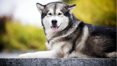 How long do Alaskan Malamutes live and what care do they need?
