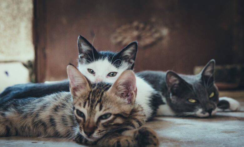 Multi-Cat Household