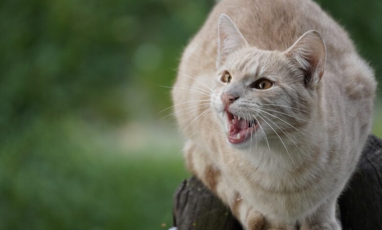 14 Things Cats Hate About Humans