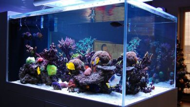 The eleven commonest Mistakes created by seawater vivarium Keepers