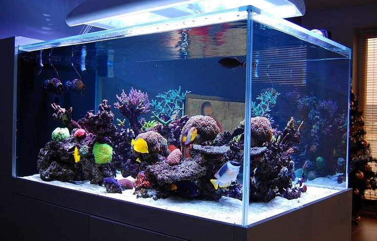 The eleven commonest Mistakes created by seawater vivarium Keepers