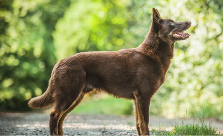 10 Things Only Australian Kelpie Dog Owners Understand