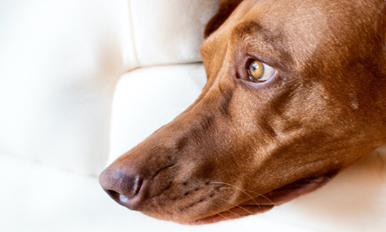 5 Tips to help a dog afraid of strangers