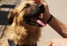 What to do when a dog has bad breath