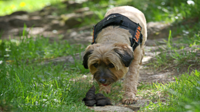 7 reasons why dogs eat their poop, causes and how to prevent it from happening