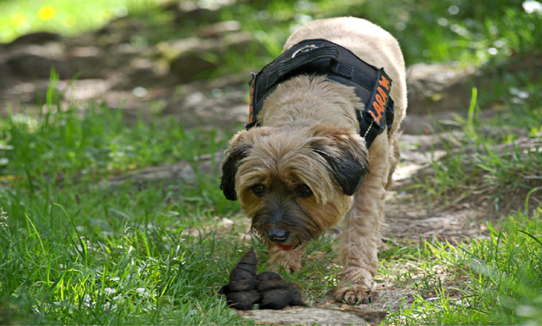 7 reasons why dogs eat their poop, causes and how to prevent it from happening