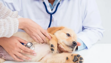 Sterilization in dogs: What is it, benefits, appropriate age and care