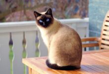 7 curious facts about the Siamese cat, one is that it can live up to 30 years.