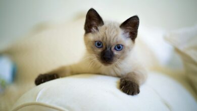 Siamese cat: What is the character of this breed and why have one?