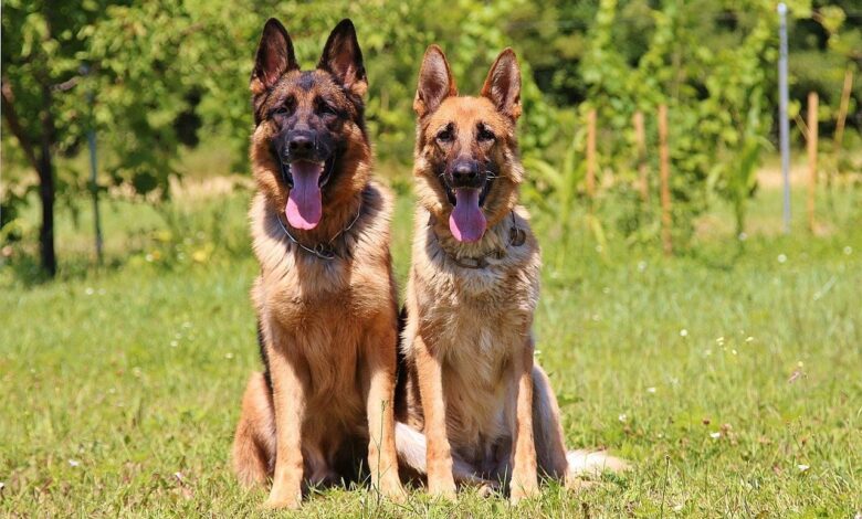 7 characteristics that tell you that a German Shepherd Dog is original