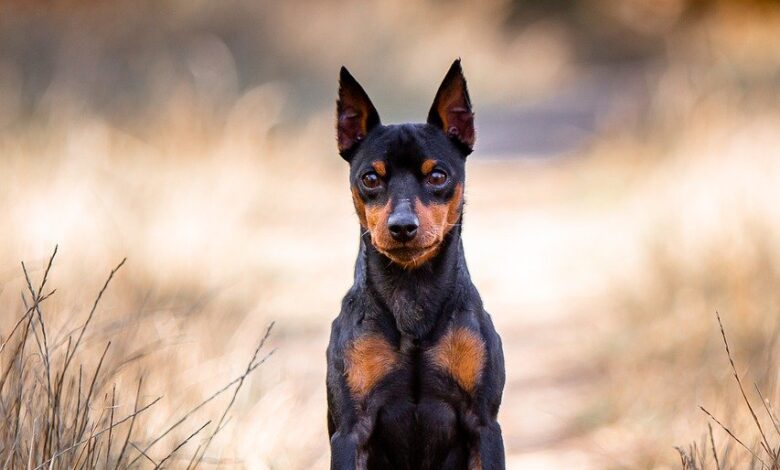 13 characteristics that tell you that a Miniature Pinscher is original.