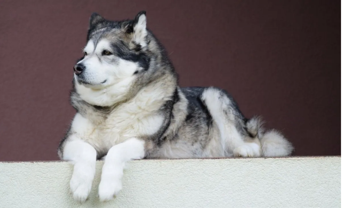 How is the Malamute dogs of Alaska with the children?- Pixabay