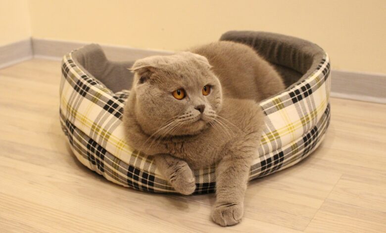 How a Scottish Fold cat behaves, everything you need to know about its temperament