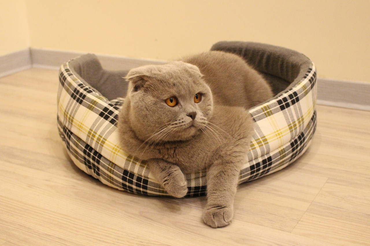 How a Scottish Fold cat behaves, everything you need to know about its temperament