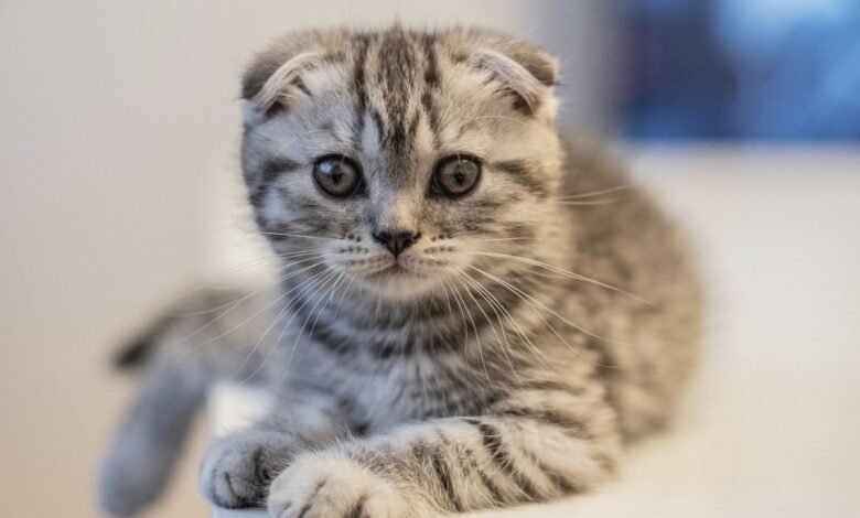 8 Characteristics That Tell You If A Scottish Fold Cat Is Original