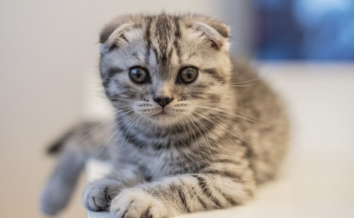 8 Characteristics That Tell You If A Scottish Fold Cat Is Original