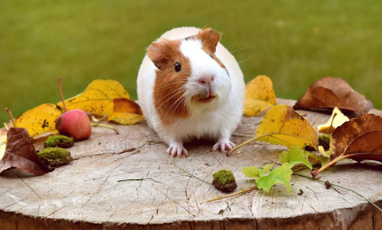 Guinea pig feeding