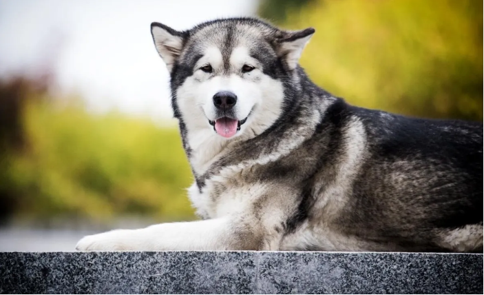 How long do Alaskan Malamutes live and what care do they need?