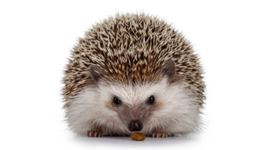 Earthly hedgehogs: how to take care of their diet