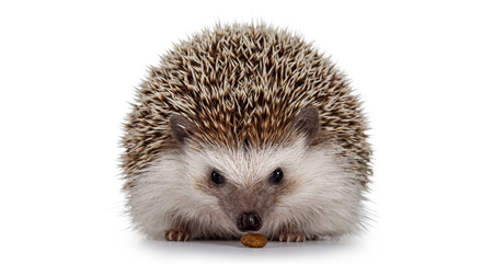 Earthly hedgehogs: how to take care of their diet