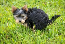 5 reasons why dogs poop at home