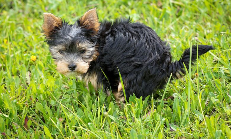 5 reasons why dogs poop at home