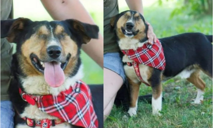 blind dog looks for a family