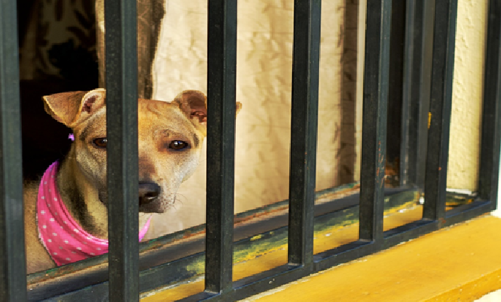 World Dog Day: What to do if I see that a dog is being mistreated?