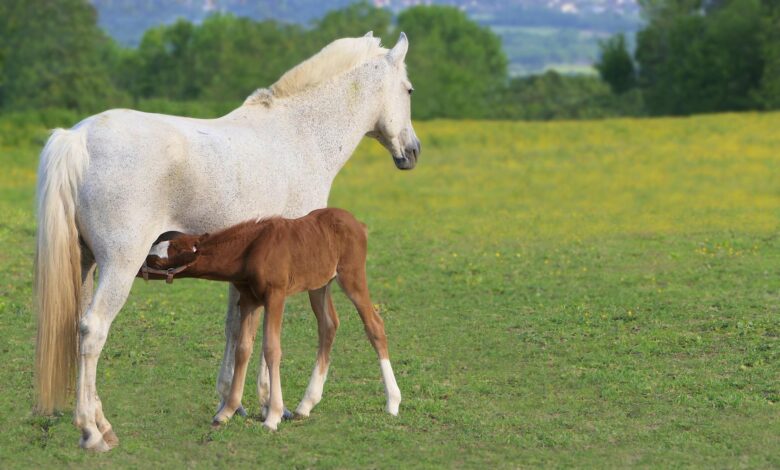 Very popular names of mares and fillies for horses