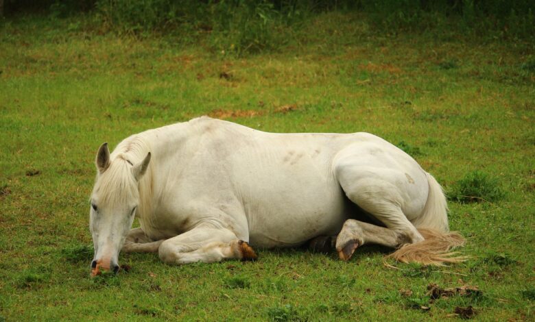 Colic in Horses