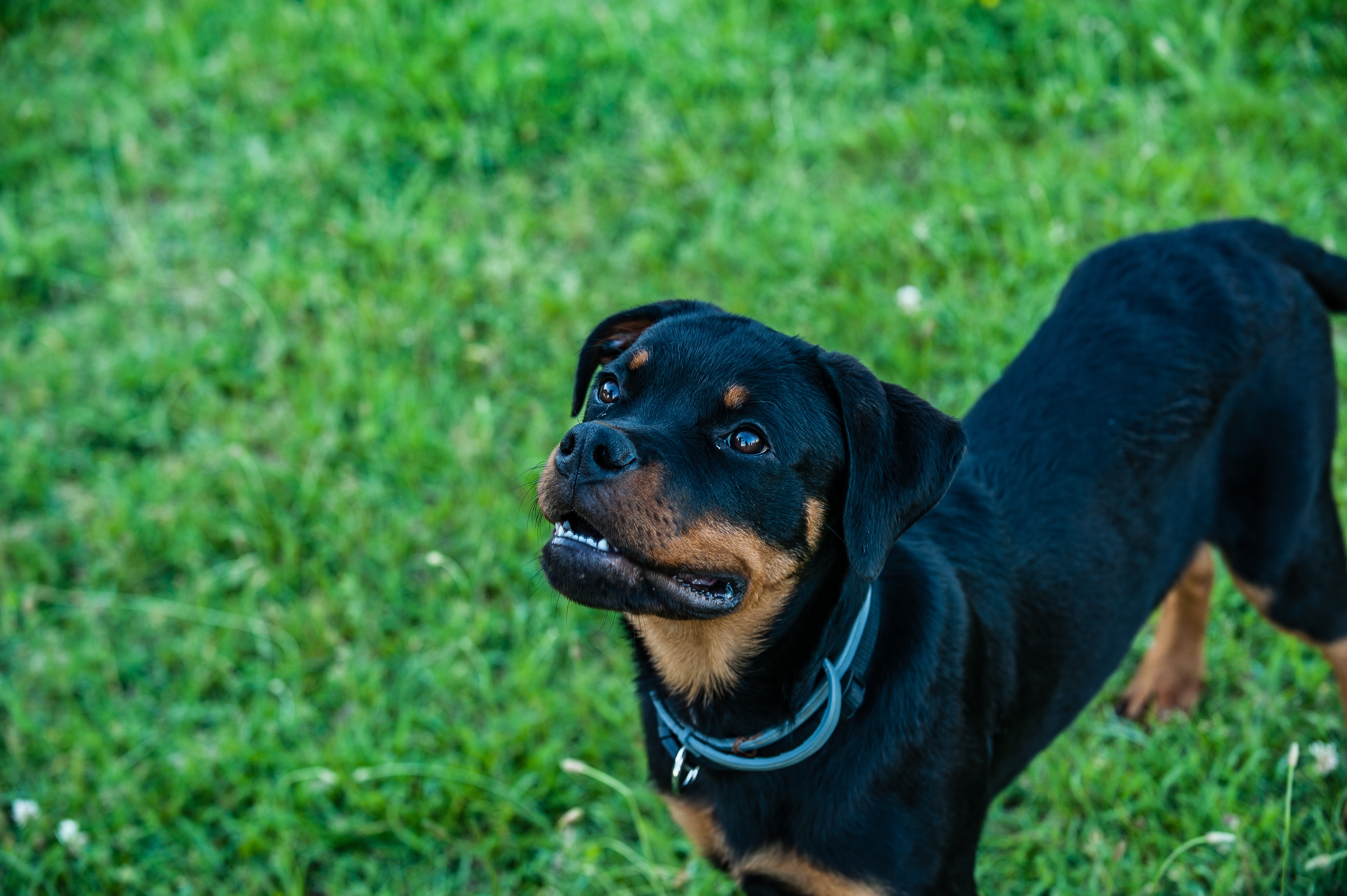How much exercise time does a Rottweiler dog need daily?