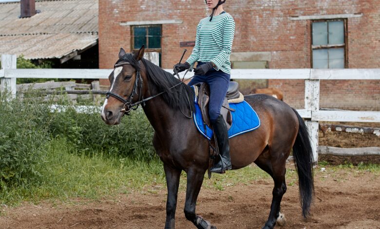 Dressage for Beginners -HORSE- Where do you Start