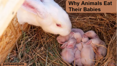 Why Animals Eat Their Babies