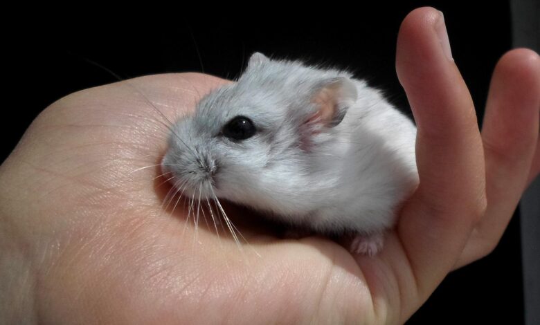 18 Things Hamsters Hate