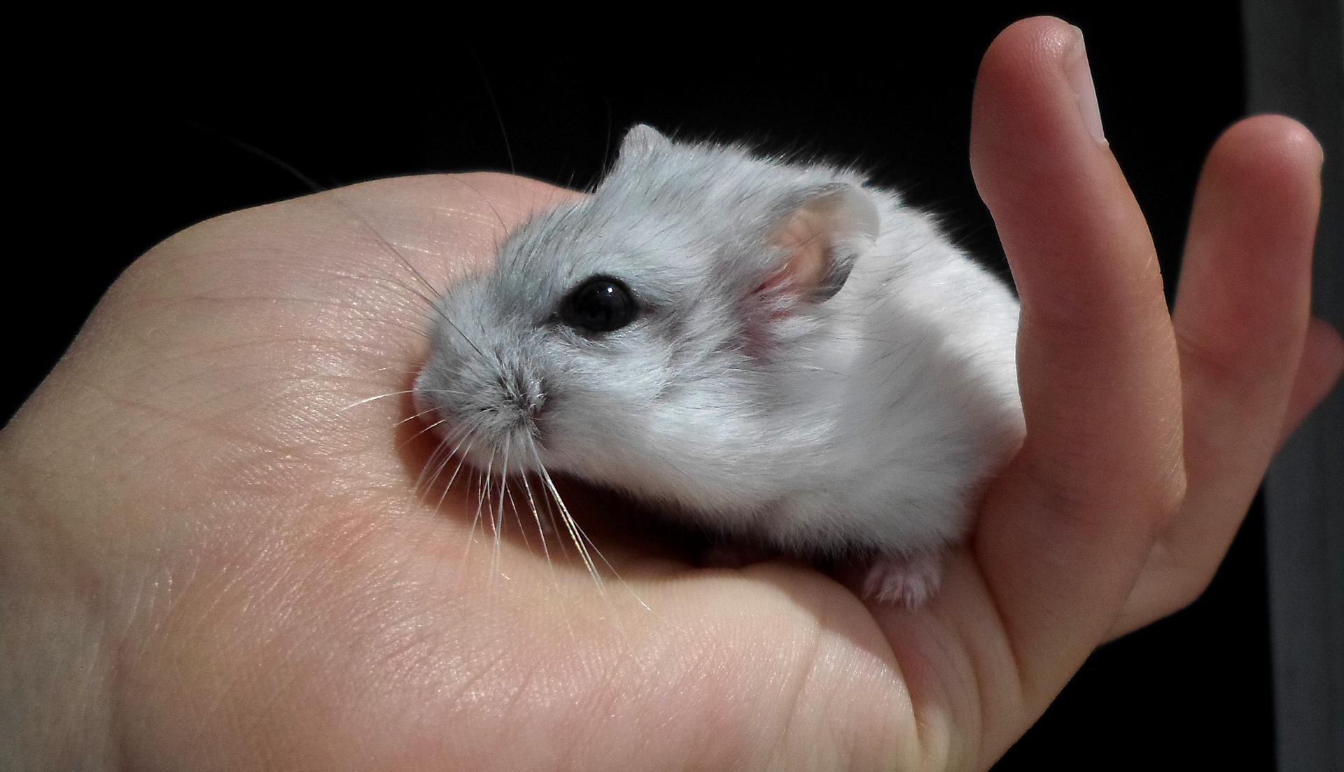 18 Things Hamsters Hate