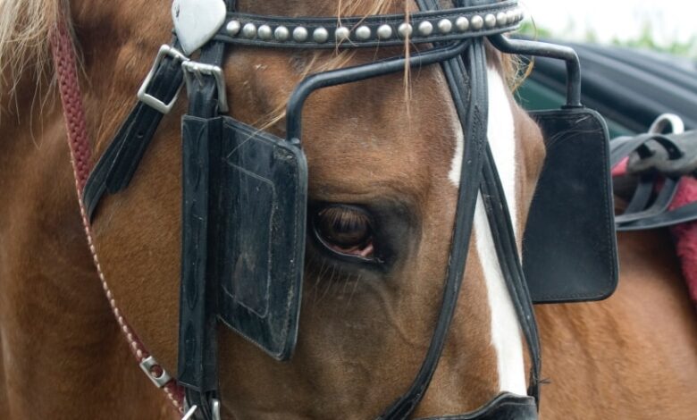 What are the Blinders that are used to cover the eyes of horses?