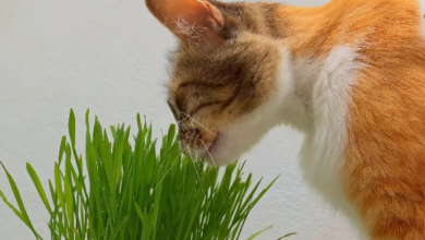 Why is my cat eating grass?