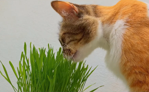 Why is my cat eating grass?