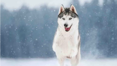10 Important Siberian Husky Facts Every New Mom Should Know