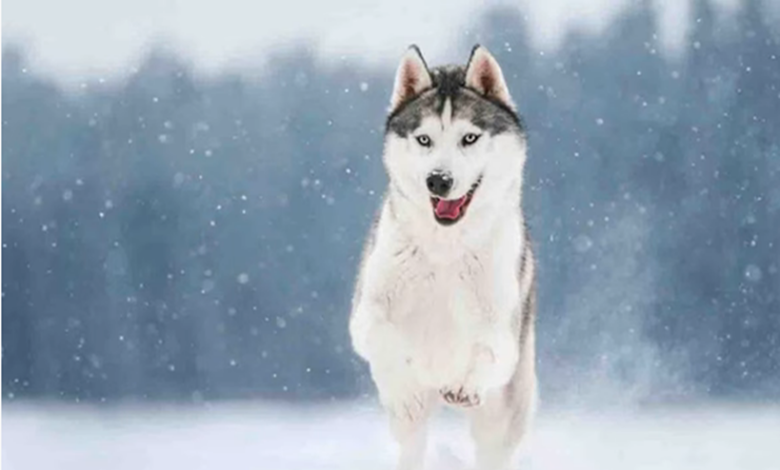 10 Important Siberian Husky Facts Every New Mom Should Know