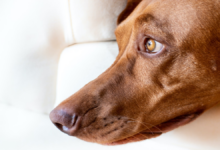 5 Tips to help a dog afraid of strangers