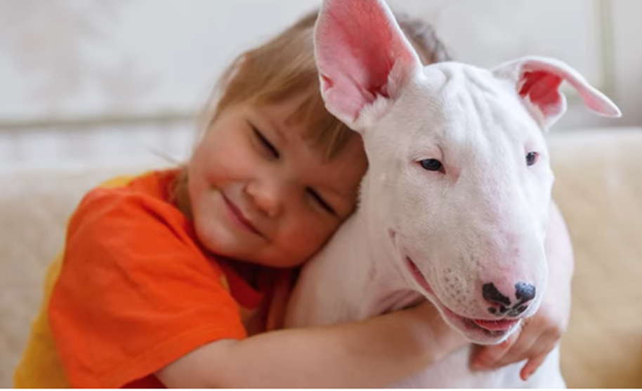 10 Important Bull Terrier Facts Every New Mom Should Know