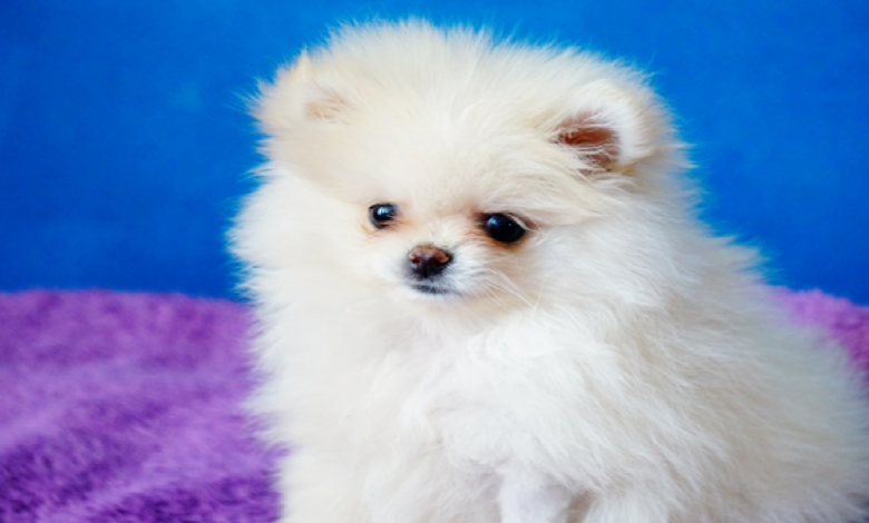 White Pomeranian