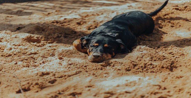 Why Dogs Like Laying In The Sun