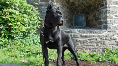 Some people call these dogs with other names, including Italian Mastiff, Cane Corso Italiano, or Italian Corso. In plural, their name becomes Cani Corsi. Regardless of what they’re called, this breed is known for their loyalty to their owners, although they are not interested in becoming friends with other people and animals.