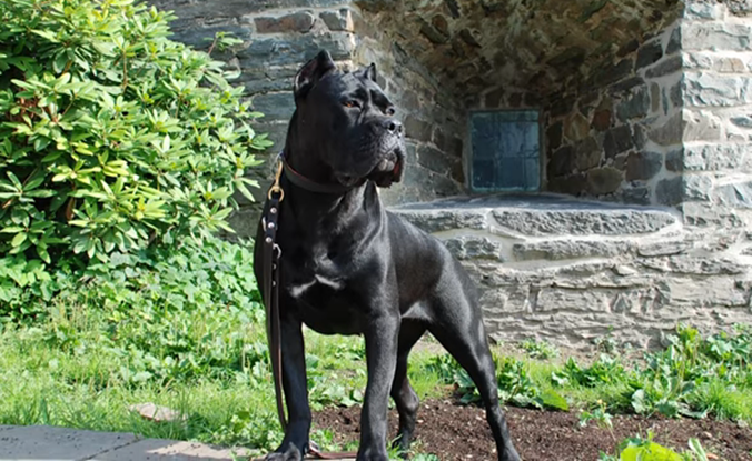 Some people call these dogs with other names, including Italian Mastiff, Cane Corso Italiano, or Italian Corso. In plural, their name becomes Cani Corsi. Regardless of what they’re called, this breed is known for their loyalty to their owners, although they are not interested in becoming friends with other people and animals.